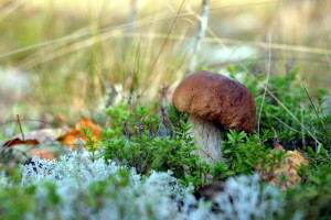 forêt, champignon, la nature