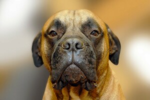 Bullmastiff, hund, portrett