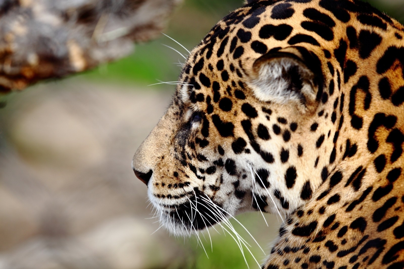 Gesicht, Raubtier, Profil, wilde Katze, Jaguar