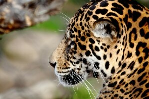 cara, Jaguar, depredador, perfil, gato salvaje