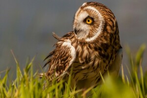 oiseau, herbe, hibou, chouette à oreilles courtes