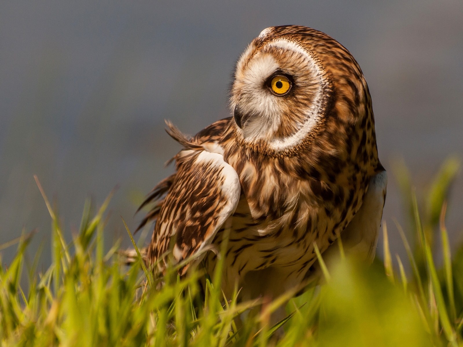 grass, owl, bird, short-eared owl