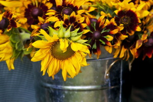 background, nature, sunflowers