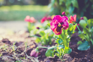 earth, flower, Pansy, petals, plant