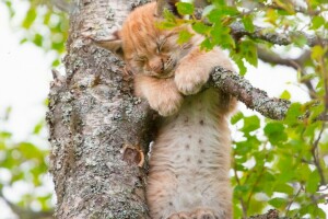 ein kleiner Luchs, Baby, Jungtier, Kitty, Luchs, auf dem Baum, Schlaf, schlaf einen kleinen Luchs