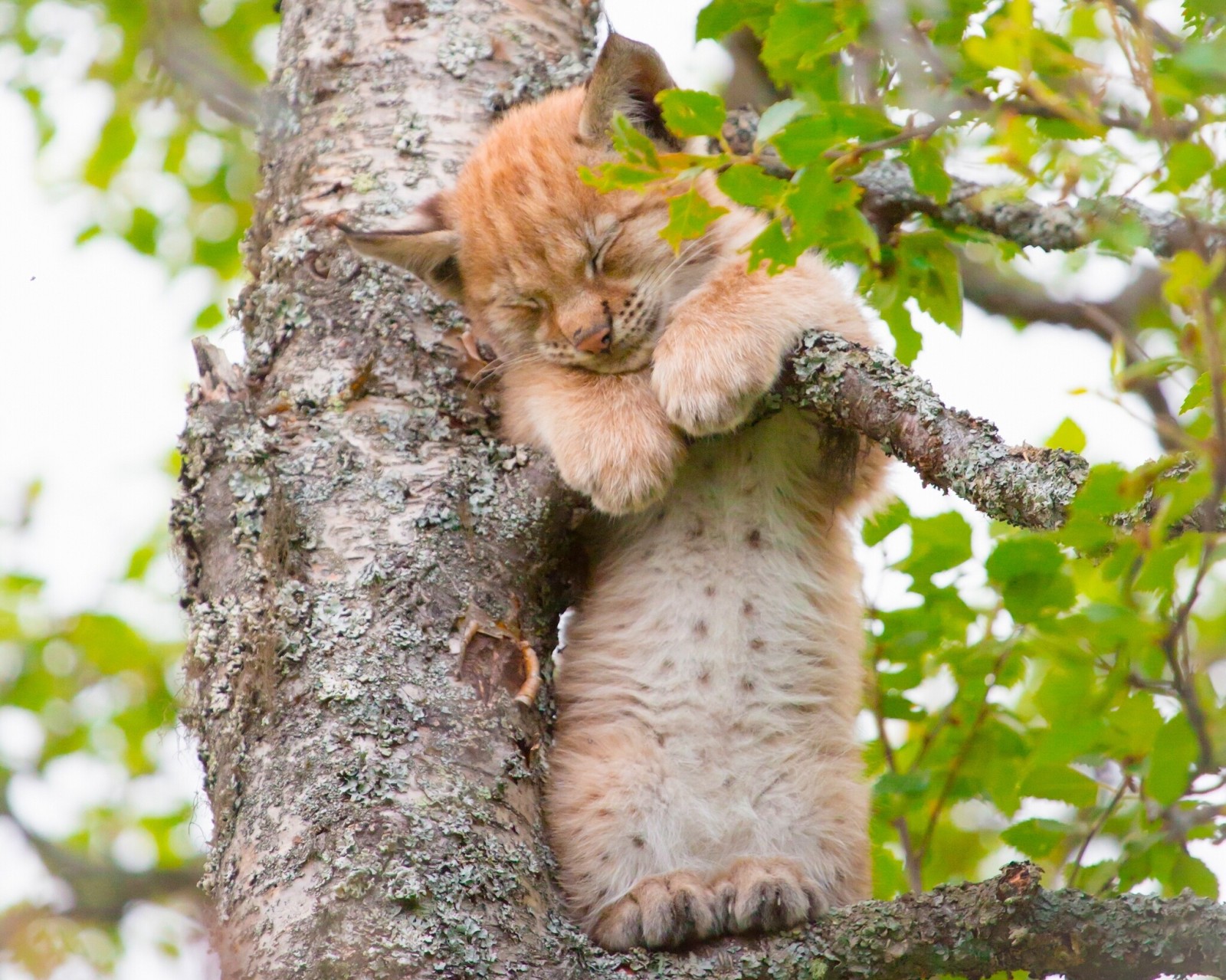 arbre, bébé, lionceau, minou, Lynx, sommeil, sur l'arbre, un petit lynx