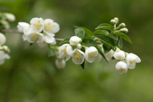 branch, Jasmine, leaves, petals, stamens