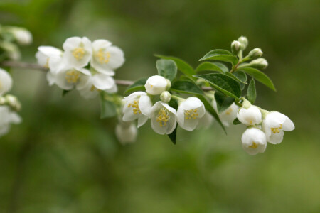 branche, Jasmin, feuilles, pétales, étamines