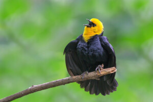 beak, bird, branch, feathers