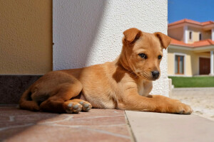 köpek, her biri, bak