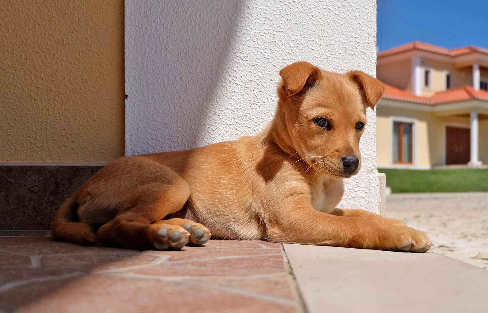 aussehen, Hund, jeder