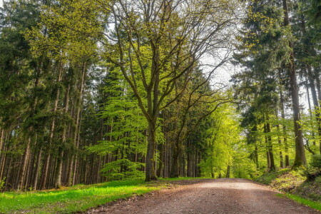 strada, estate, alberi