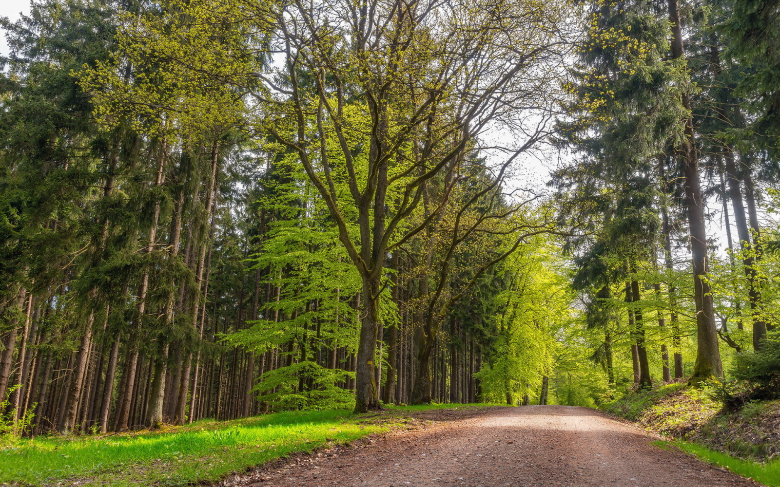 zomer, weg, bomen