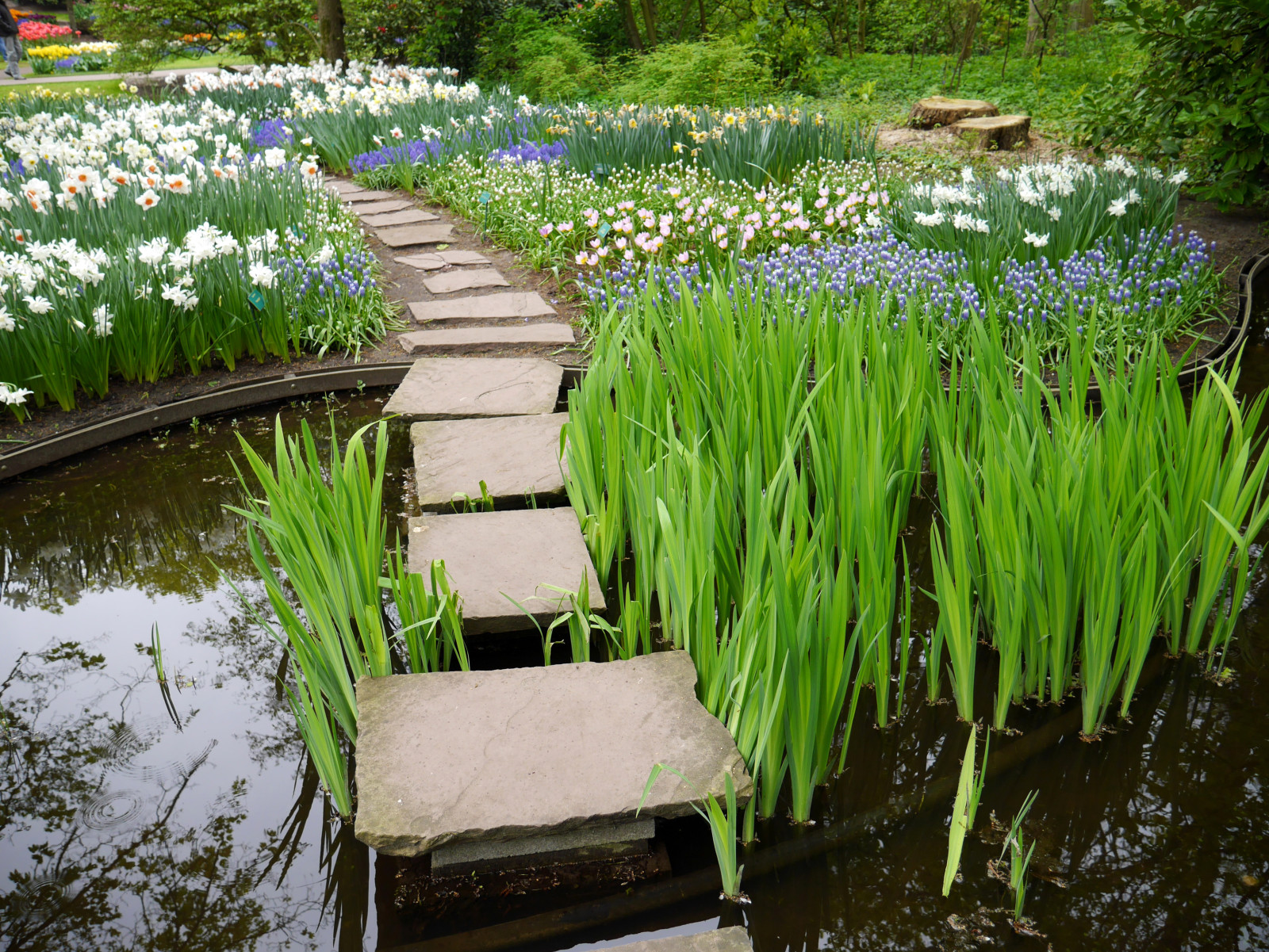 parc, fleurs, étang, Pays-Bas, jonquilles, les roseaux, Keukenhof, Lisse