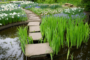 narcisy, kvety, Keukenhof, Lisse, Holandsko, park, rybník, trstiny