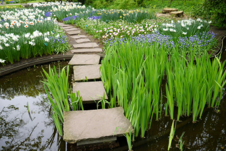 nergis, Çiçekler, Keukenhof, Lisse, Hollanda, Park, gölet, sazlar