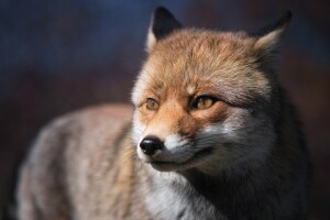 Gesicht, Fuchs, aussehen, rot