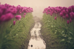 fleurs, brouillard, tulipes