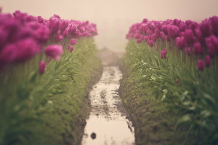 flores, niebla, tulipanes