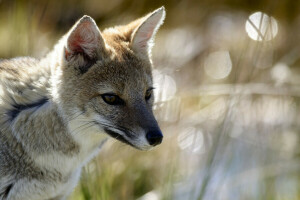 Fuchs, Blendung, Korsak, Porträt, Steppe