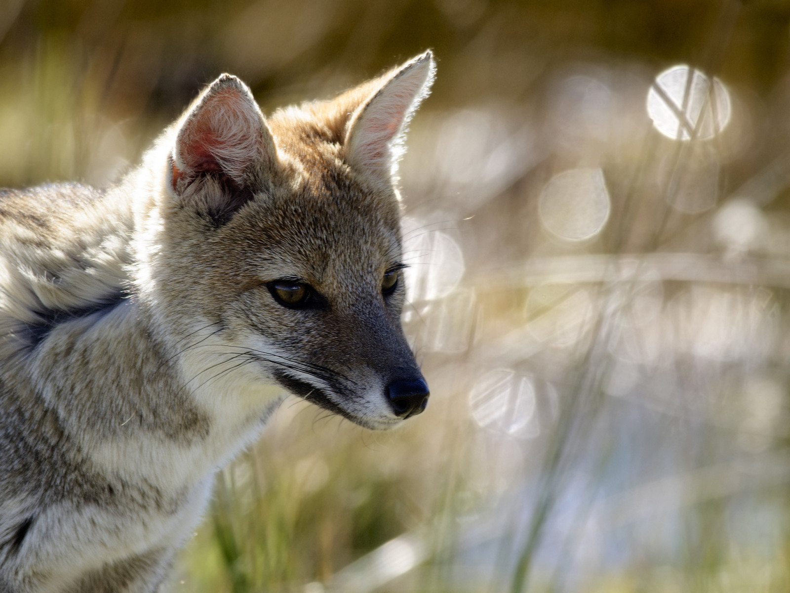 schittering, portret, Vos, steppe, Korsak