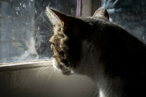 gato, vaso, sentado, ventana