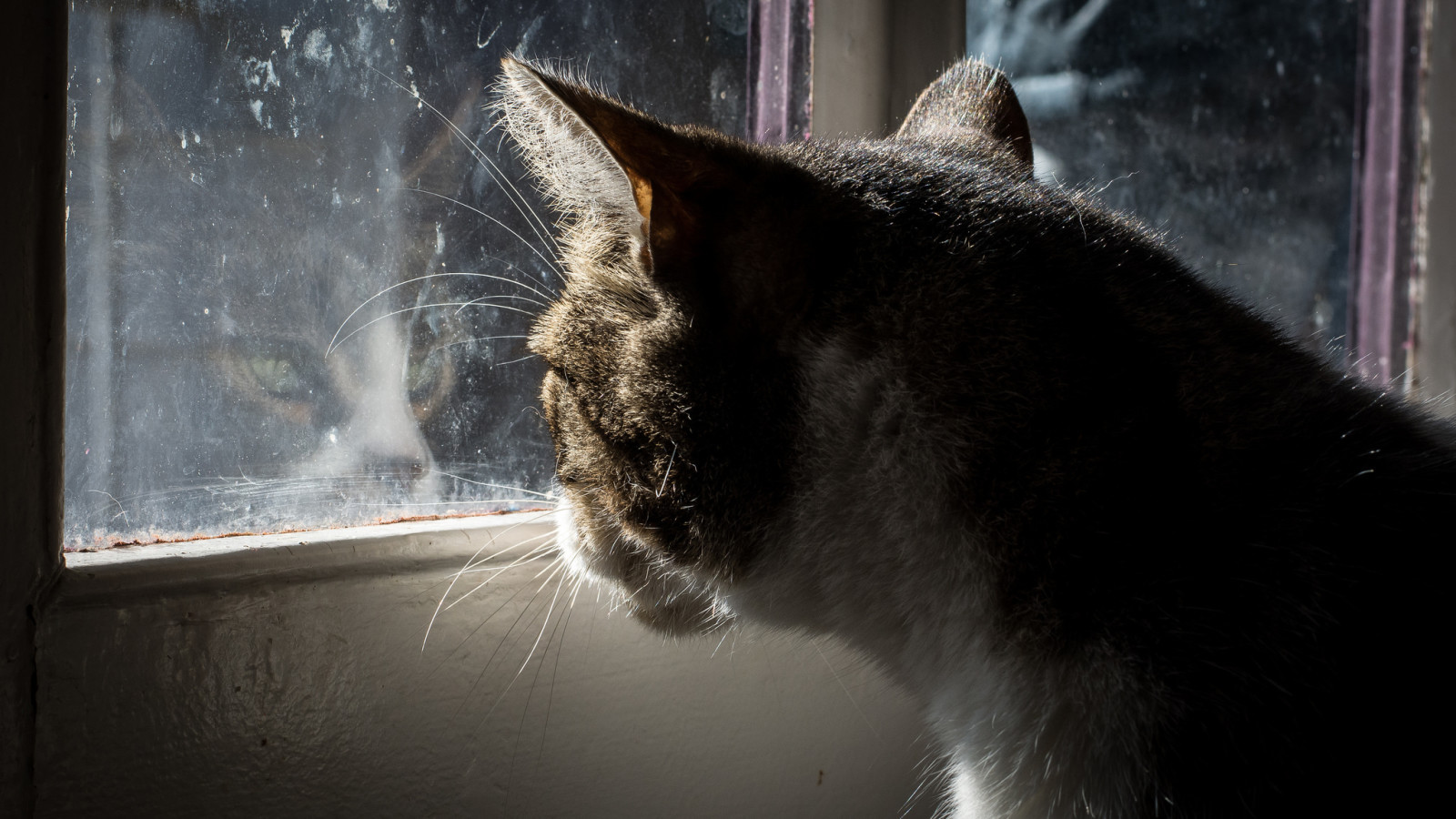 Katze, Sitzung, Glas, Fenster