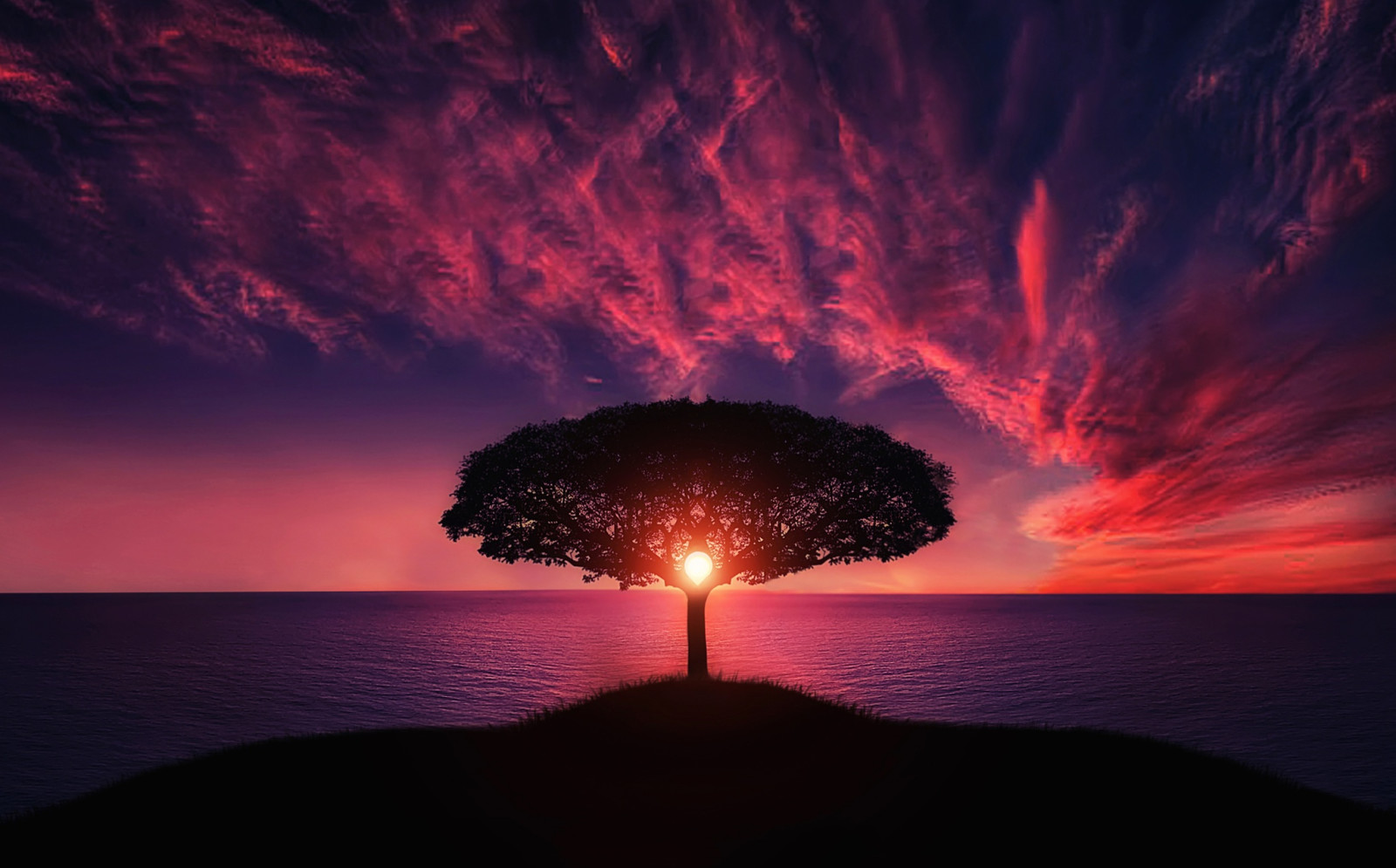 arbre, le coucher du soleil, paysage