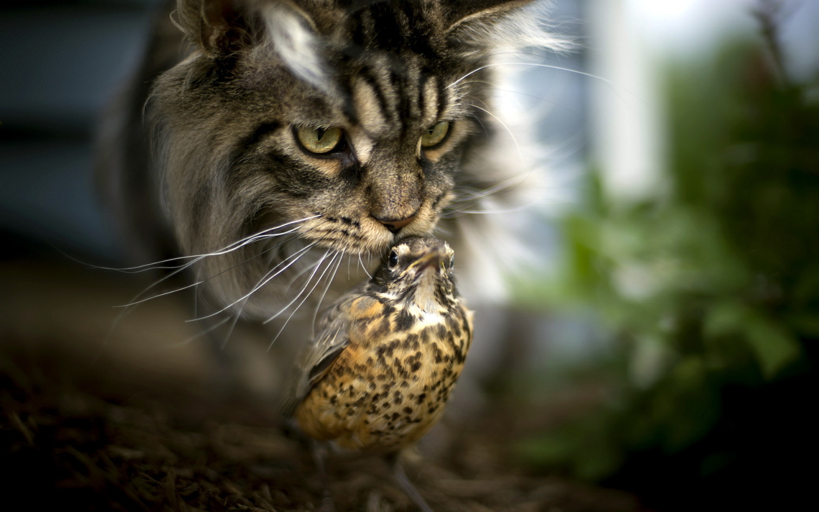 bakgrund, katt, fågel