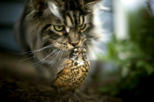 bakgrund, fågel, katt