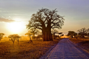 África, panorama, manhã, estrada