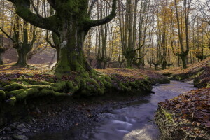 Álava, otoño, país Vasco, Vizcaya, bosque, Parque Natural Gorbea, hojas, musgo