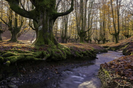 Álava, outono, país Basco, Biscaia, floresta, Parque Natural Gorbea, folhas, musgo