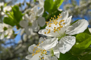 floração, flores, macro, Primavera