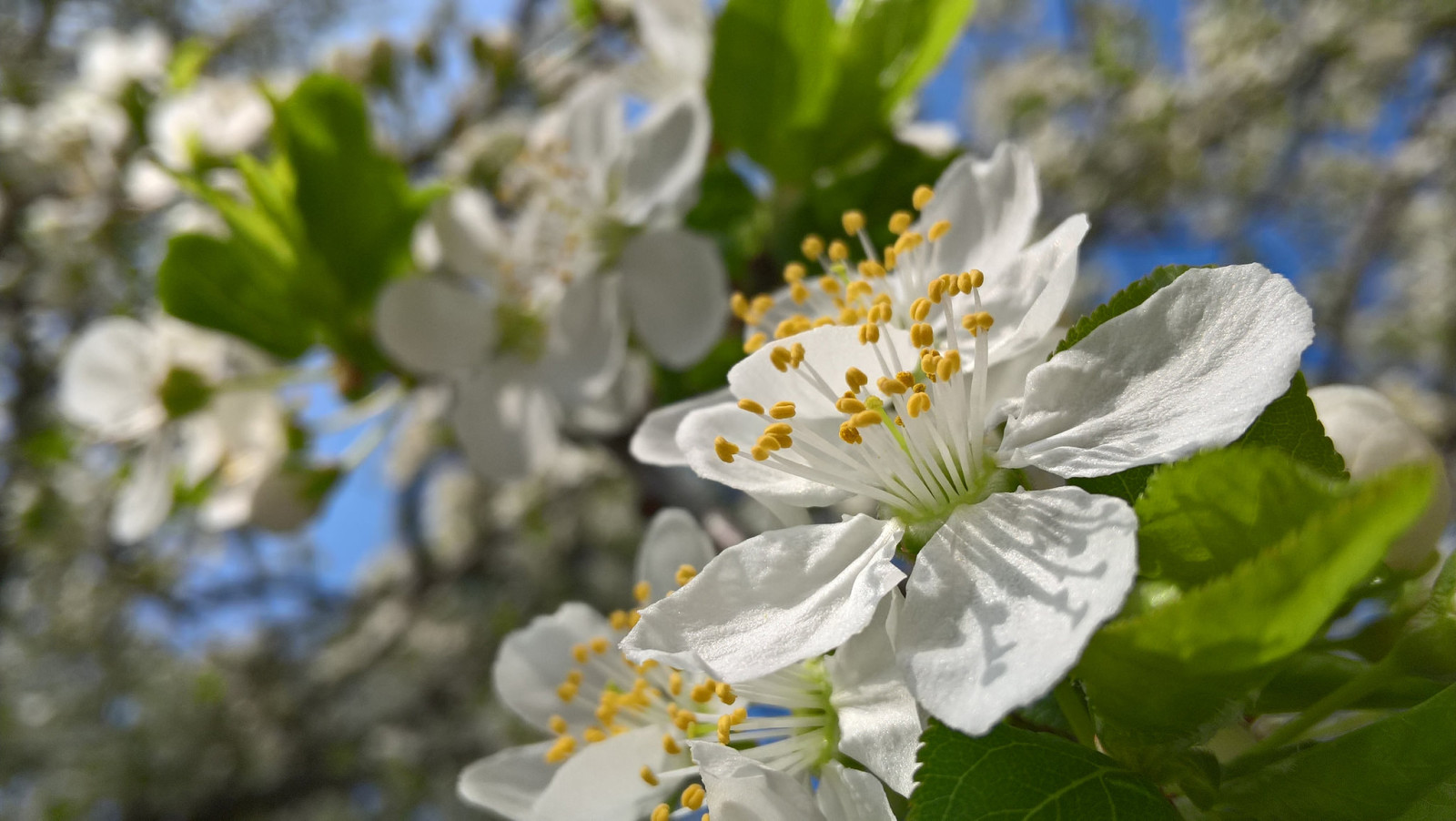 makro, blommor, vår, blommande