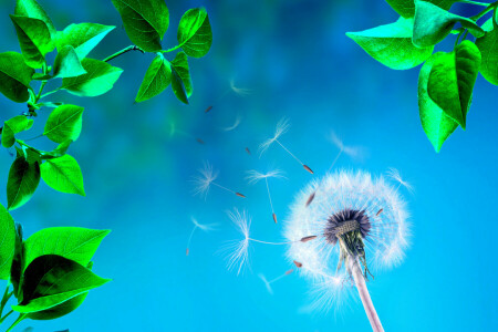 brin d'herbe, pissenlit, fleur, feuilles, la nature