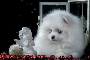 angel, cute, figurine, puppy, Spitz, white