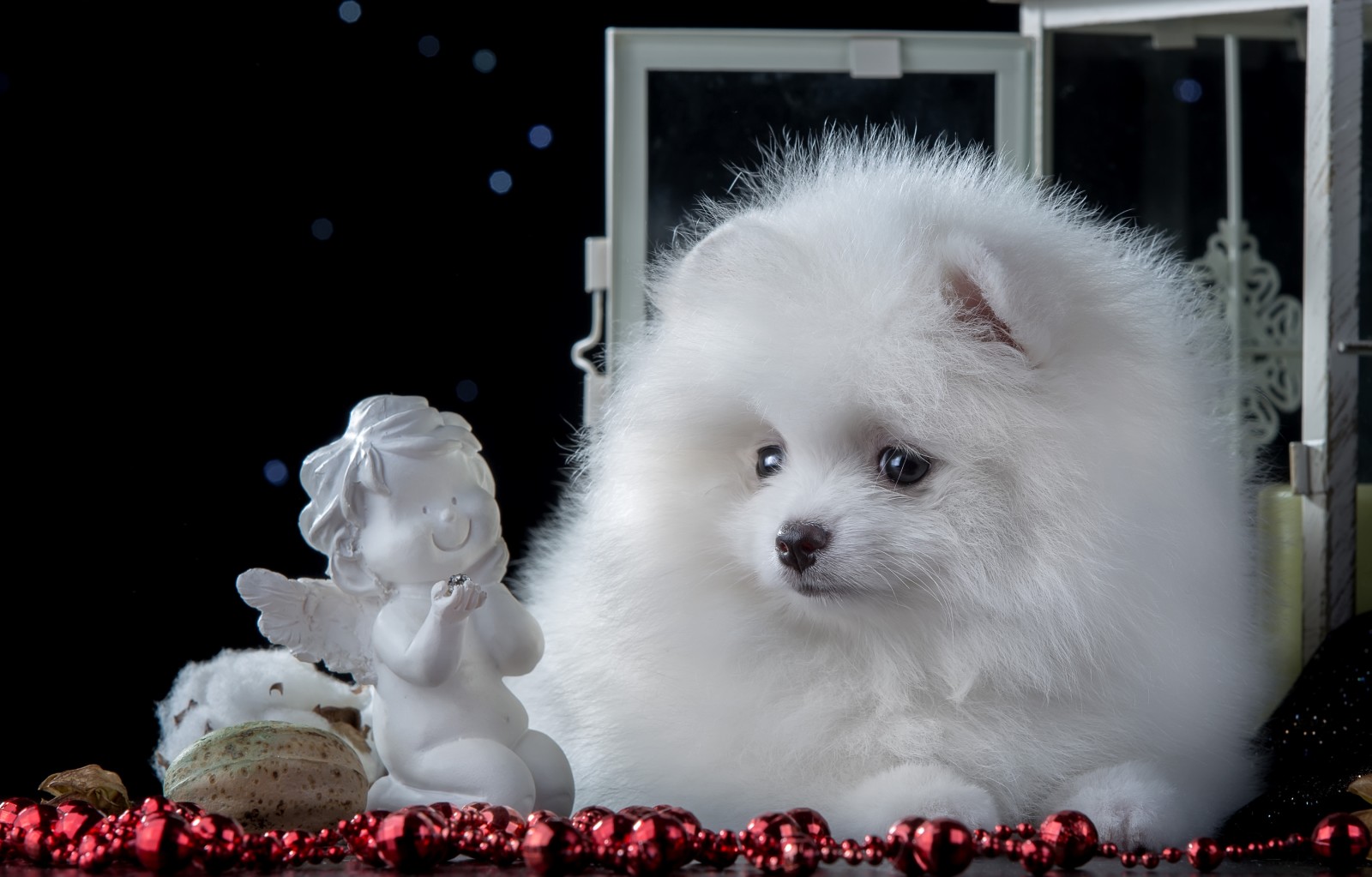 perrito, blanco, linda, ángel, Perro de Pomerania, figurilla