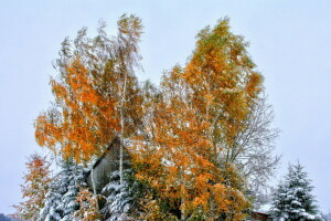 l'automne, maison, feuilles, toit, neige, Le ciel, des arbres