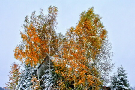 autumn, house, leaves, roof, snow, the sky, trees