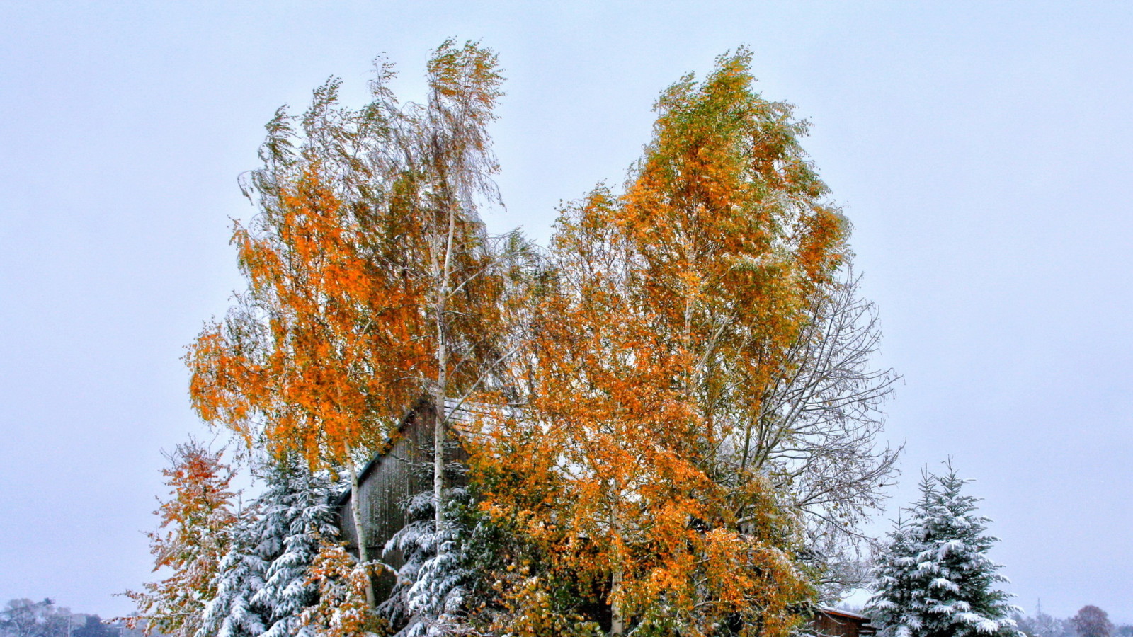 snö, höst, himmelen, hus, träd, löv, tak