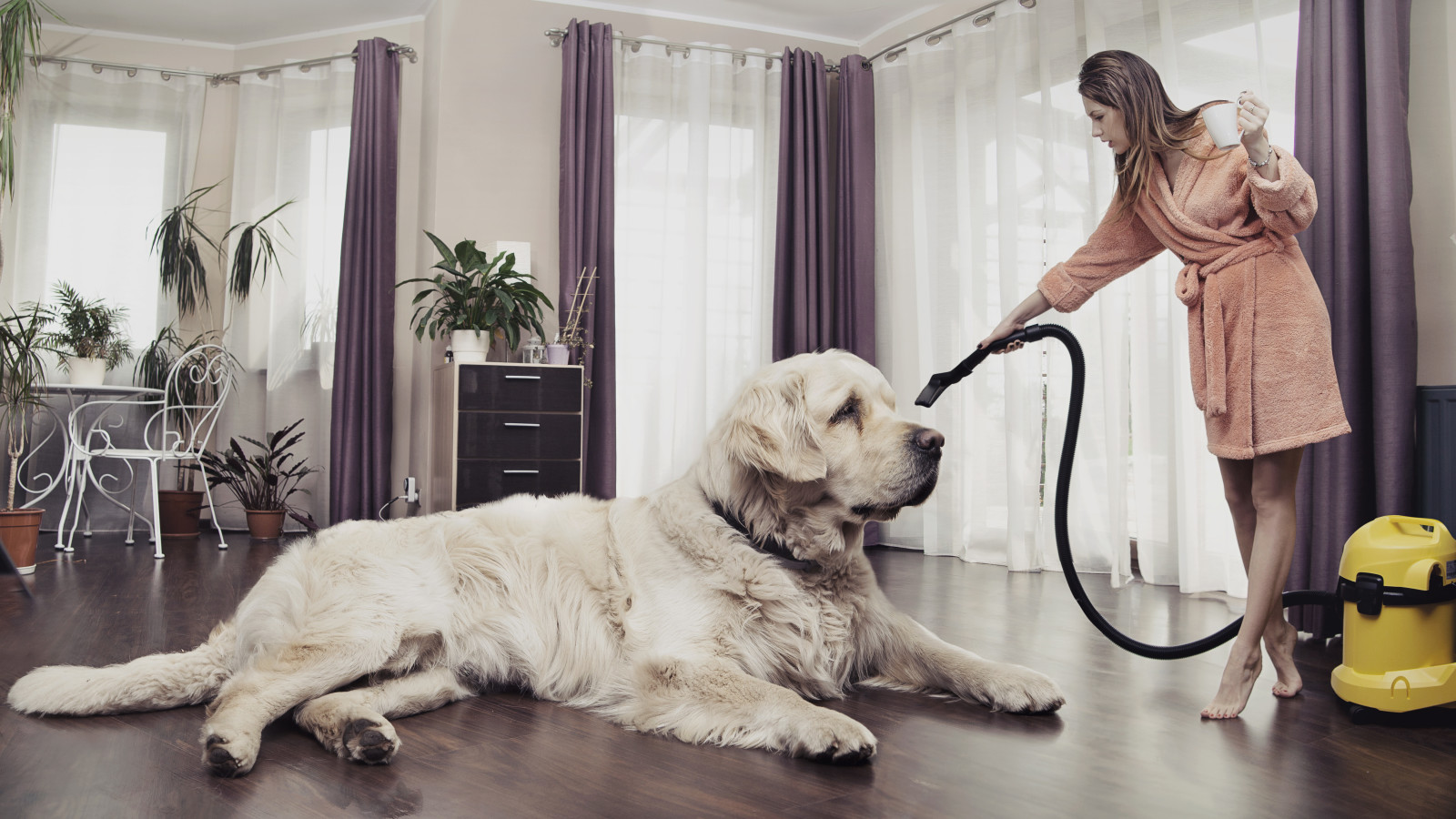 dog, girl, plants, curtains, room, chair, vacuum cleaner, creative