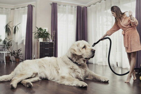 chaise, Créatif, rideaux, chien, fille, les plantes, pièce, aspirateur