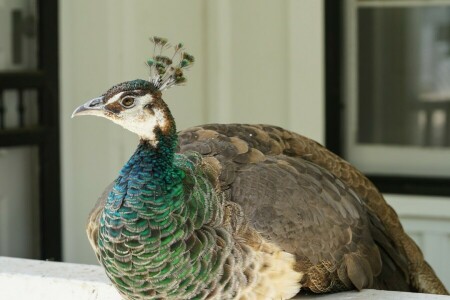 bird, peacock, stay