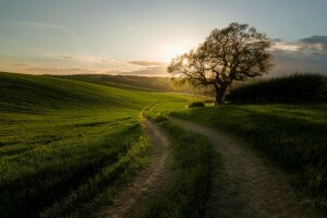 Matin, route, arbre