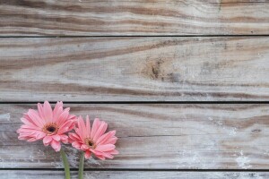 antecedentes, flores, Gerbera, par