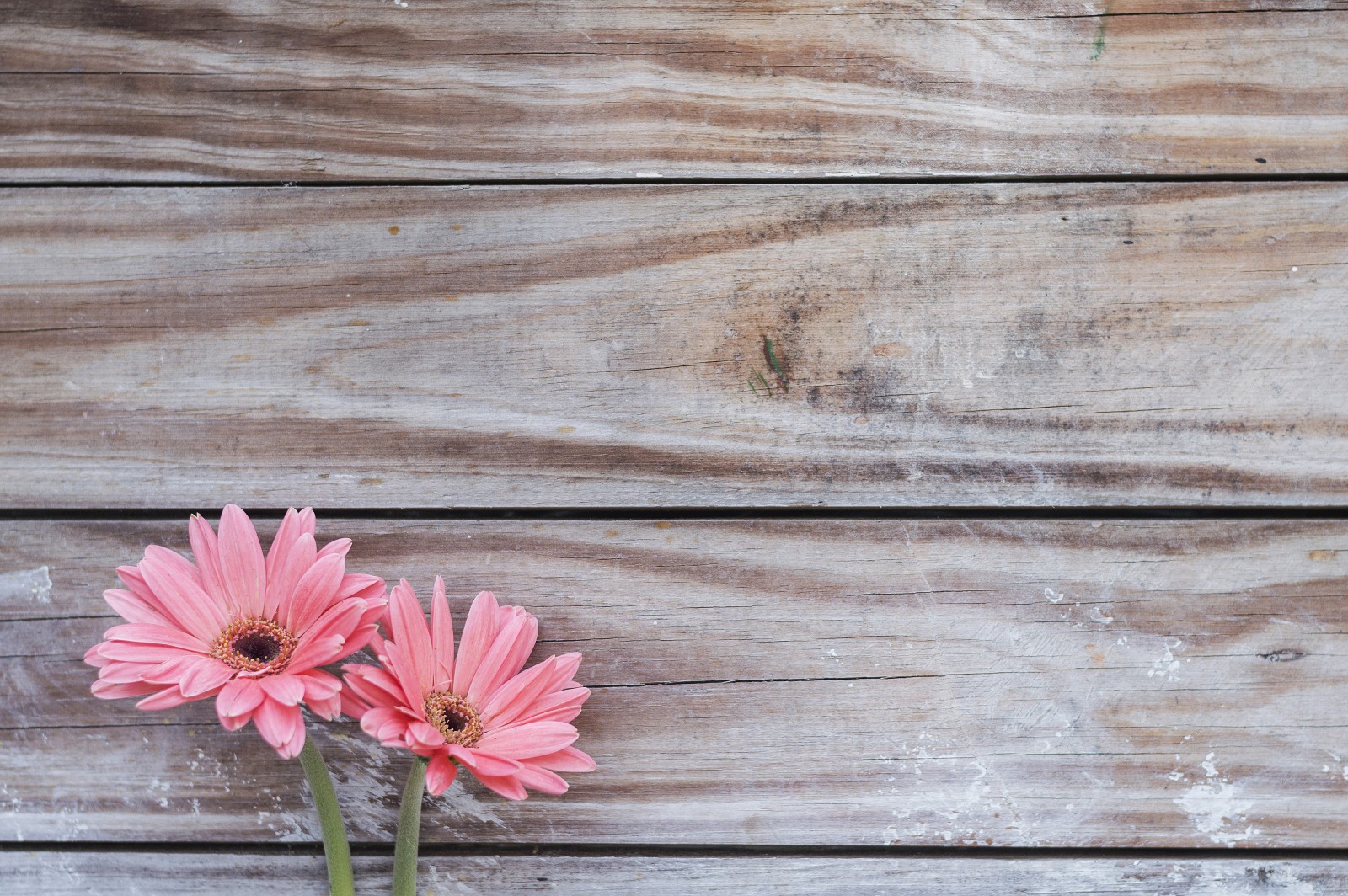 achtergrond, bloemen, paar-, gerbera