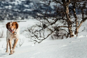 hond, elk, kijken