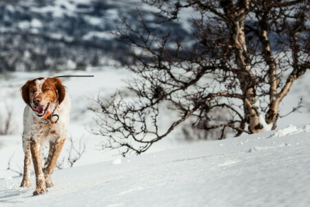 hund, varje, se