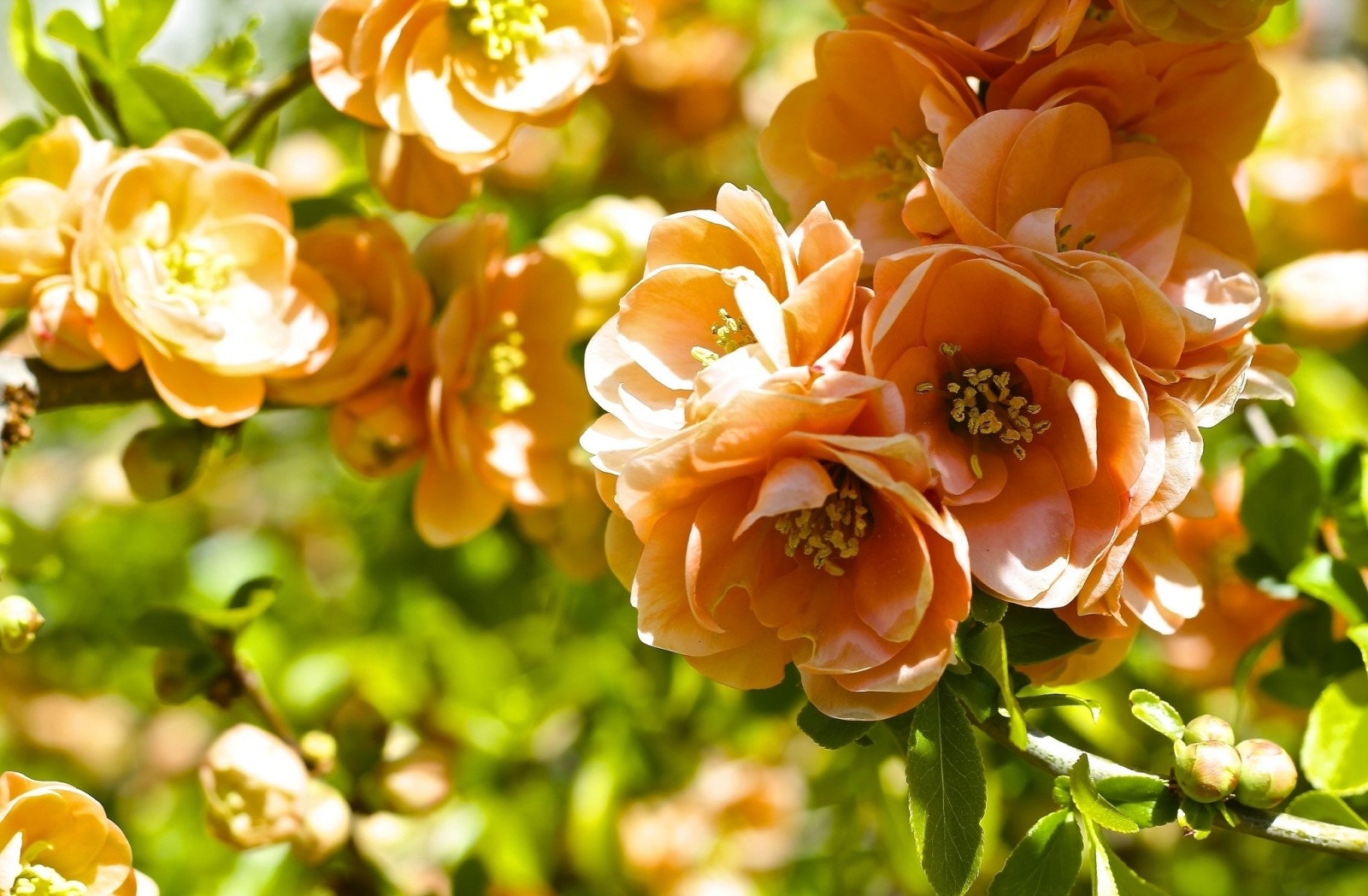 makro, afdeling, blomstring, kvæde